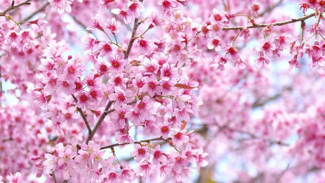 Fresh and beautiful wild himalayan cherry flower moving in the wind