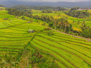Aerial top view photo from flying drone of green rice fields in countryside Land with grown plants of paddy. Bali, Indonesia © galitskaya