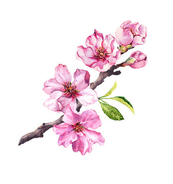 Flowering cherry tree. Pink apple flowers, sakura, almond flowers on blooming branch. Watercolor