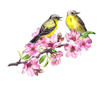 Two birds on blossom apple, cherry branch in pink flowers. Watercolor flowering tree with bird couple