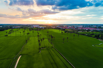 Naklejka premium Green rice plantation field with sunset light aerial view