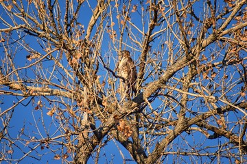 Adult Swainson's hawk (Buteo swainsoni) large Buteo hawk of the Falconiformes. Colloquially known as the grasshopper hawk or locust hawk. Views of in flight  and perching in tree around dusk and sunse