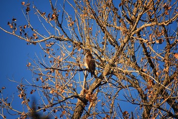 Adult Swainson's hawk (Buteo swainsoni) large Buteo hawk of the Falconiformes. Colloquially known as the grasshopper hawk or locust hawk. Views of in flight  and perching in tree around dusk and sunse