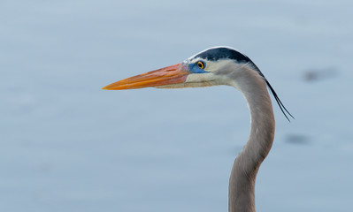 Heron Close Up