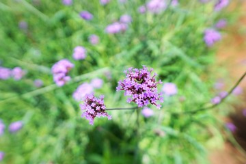 Soft focus of purple flowers in the garden, Verbena flower on blurred branch and leaf as a background (Verbena bonariensis,Tall Verbena, Clustertop Vervain, Purpletop Vervain), Top view