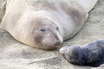 Mother and newborn baby elephant seals nose to nose. Mom knows her pup by their scent. Mother and pup stay together for about a month, the mother feeding the baby with fat-rich milk.