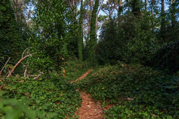 Path inside the forest of Villa Gesell