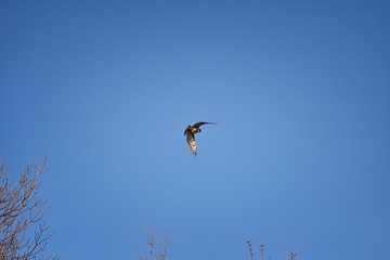 Adult Swainson's hawk (Buteo swainsoni) large Buteo hawk of the Falconiformes. Colloquially known as the grasshopper hawk or locust hawk. Views of in flight  and perching in tree around dusk and sunse
