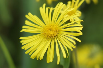 bright yellow flower close-up