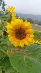 Sunflower volume 525865