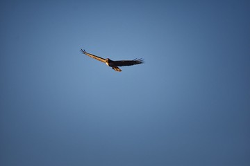 Adult Swainson's hawk (Buteo swainsoni) large Buteo hawk of the Falconiformes. Colloquially known as the grasshopper hawk or locust hawk. Views of in flight  and perching in tree around dusk and sunse