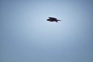 Adult Swainson's hawk (Buteo swainsoni) large Buteo hawk of the Falconiformes. Colloquially known as the grasshopper hawk or locust hawk. Views of in flight  and perching in tree around dusk and sunse