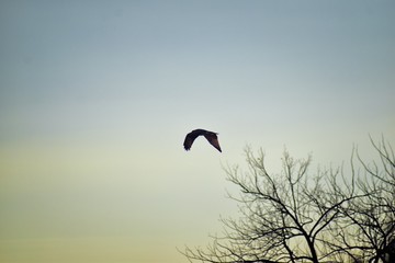 Adult Swainson's hawk (Buteo swainsoni) large Buteo hawk of the Falconiformes. Colloquially known as the grasshopper hawk or locust hawk. Views of in flight  and perching in tree around dusk and sunse