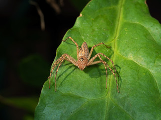 Macro Photo of Spider on Green Leaf