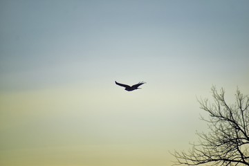 Adult Swainson's hawk (Buteo swainsoni) large Buteo hawk of the Falconiformes. Colloquially known as the grasshopper hawk or locust hawk. Views of in flight  and perching in tree around dusk and sunse