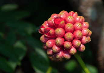 Close up Red Buds of Powder Puff Flower Isolated on Nature Background