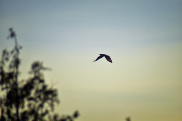 Adult Swainson's hawk (Buteo swainsoni) large Buteo hawk of the Falconiformes. Colloquially known as the grasshopper hawk or locust hawk. Views of in flight  and perching in tree around dusk and sunse