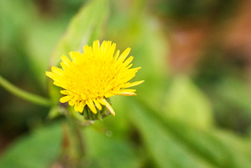 Beautiful Yellow Flower Closeup 