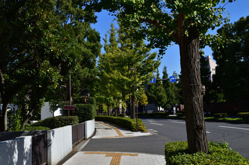 東京メトロ永田町駅から国会図書館方面に向かう道路沿いの街路樹を国会図書館方面に向かって撮影した写真