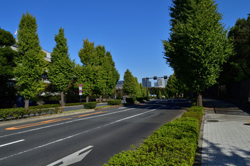 Fototapeta na wymiar 東京都千代田区永田町の国会図書館の敷地と国会議事堂の敷地の間を通る道路沿いの街路樹を撮影した写真