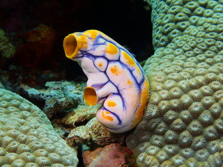 Sea squirt
