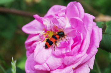 Beetle sitting in the flower of wild rose