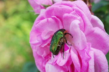 Beetle sitting in the flower of wild rose