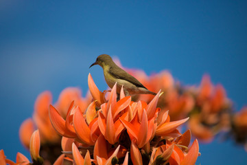 A beautiful purple sunbird female on orange flowers