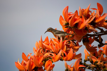 A beautiful purple sunbird female on orange flowers