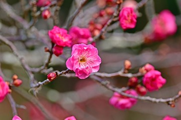 早春に咲いたピンクの梅の花
