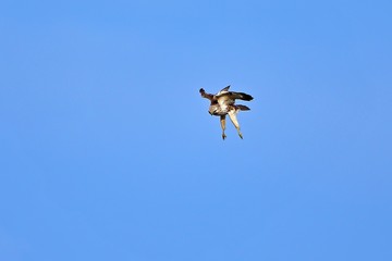 獲物を見つけて急降下するノスリ