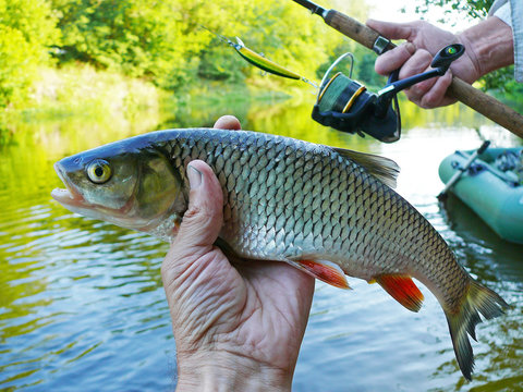 Chub in the hand of the angler on the background of the river