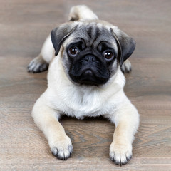 a pug puppy is lying on the floor and looking at you