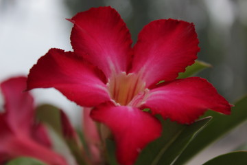 red flower