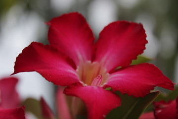 red flower