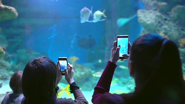 Oceanarium. Hands of girl, boy, people, tourist making photo and video, taking pictures on smartphone, using mobile phone of beautiful fish in aquarium, from the back. seaquarium, fish in Oceanarium
