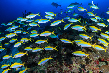 Fototapeta na wymiar Colorful tropical fish around a healthy coral reef in Asia