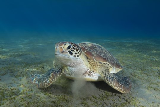 Green sea turtle (Chelonia mydas) on sandy bottom, Red Sea, Marsa Alam, Abu Dabab, Egypt, Africa