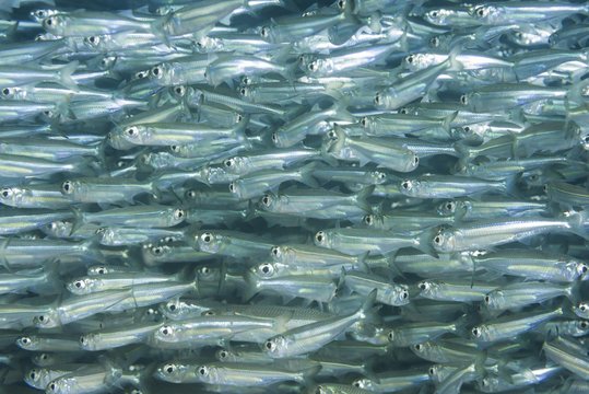 Massive school of fish, silver fishes, Red Sea, Dahab, Egypt, Africa