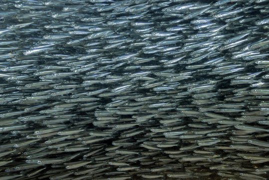 Massive school of fish, silver fishes, Red Sea, Dahab, Egypt, Africa
