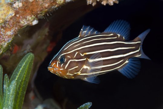 Sixline Soapfish (Grammistes sexlineatus), Red Sea, Dahab, Egypt, Africa