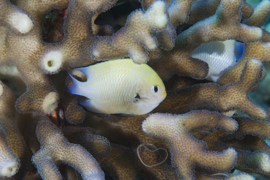 Baby Grey Humbug (Dascyllus marginatus) hiding in the coral, Red Sea, Dahab, Egypt, Africa