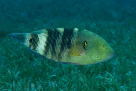 Abudjubbe (Cheilinus abudjubbe) swim over sea grass, Red Sea, Dahab, Egypt, Africa