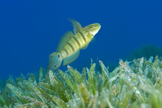 Buttefly goby (Amblygobius albimaculatus) protects nest built in the seagrass, Red sea, Dahab, Egypt, Red Sea, Dahab, Egypt, Africa