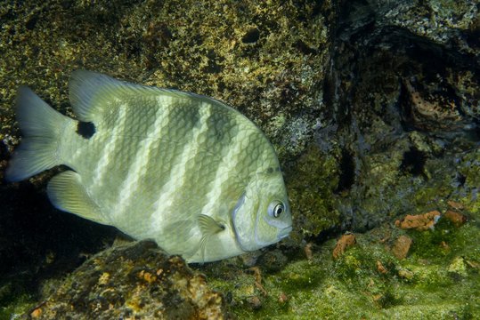 Blackspot sergeant (Abudefduf sordidus), Red Sea, Dahab, Egypt, Africa