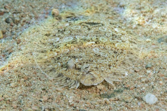 Leopard Flounder (Bothus pantherinus) on sandy bottom, Red Sea, Dahab, Egypt, Africa