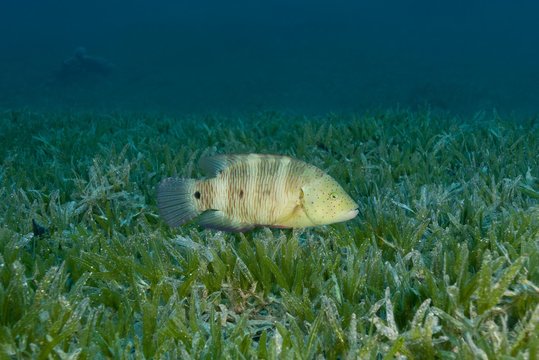 Abudjubbe (Cheilinus abudjubbe) swim over sea grass, Red Sea, Dahab, Egypt, Africa