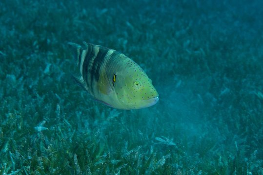 Abudjubbe (Cheilinus abudjubbe) swim over sea grass, Red Sea, Dahab, Egypt, Africa