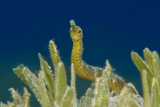Double-ended pipefish (Trachyrhamphus bicoarctatus) between the sea grass, Red Sea, Dahab, Egypt, Africa
