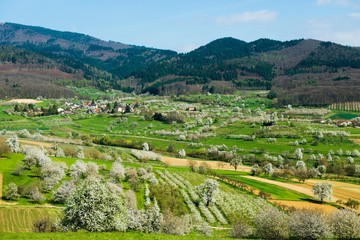 Flowering orchard meadows, cherry blossom, at the back of mountain ridges Blauen, Obereggenen, Markgraflerland, Black Forest, Baden-Wurttemberg, Germany, Europe